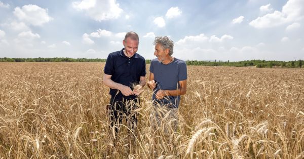GRAZIANO GIACOSA: IL RITORNO DEL GRANO NEI CAMPI DI SAVIGLIANO
